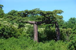 Image of Baobab