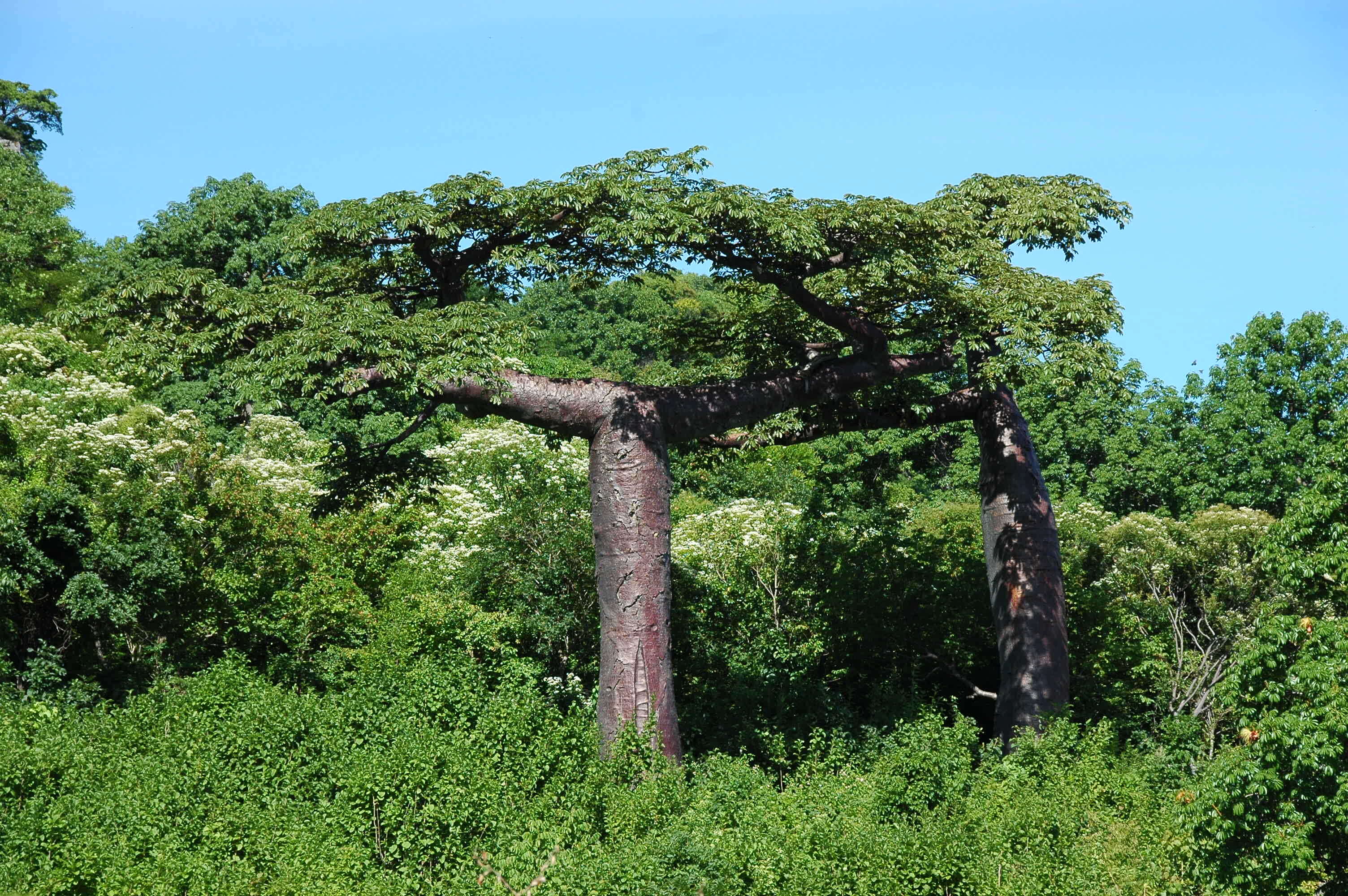 Image of Baobab