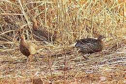 Image of Double-spurred Francolin