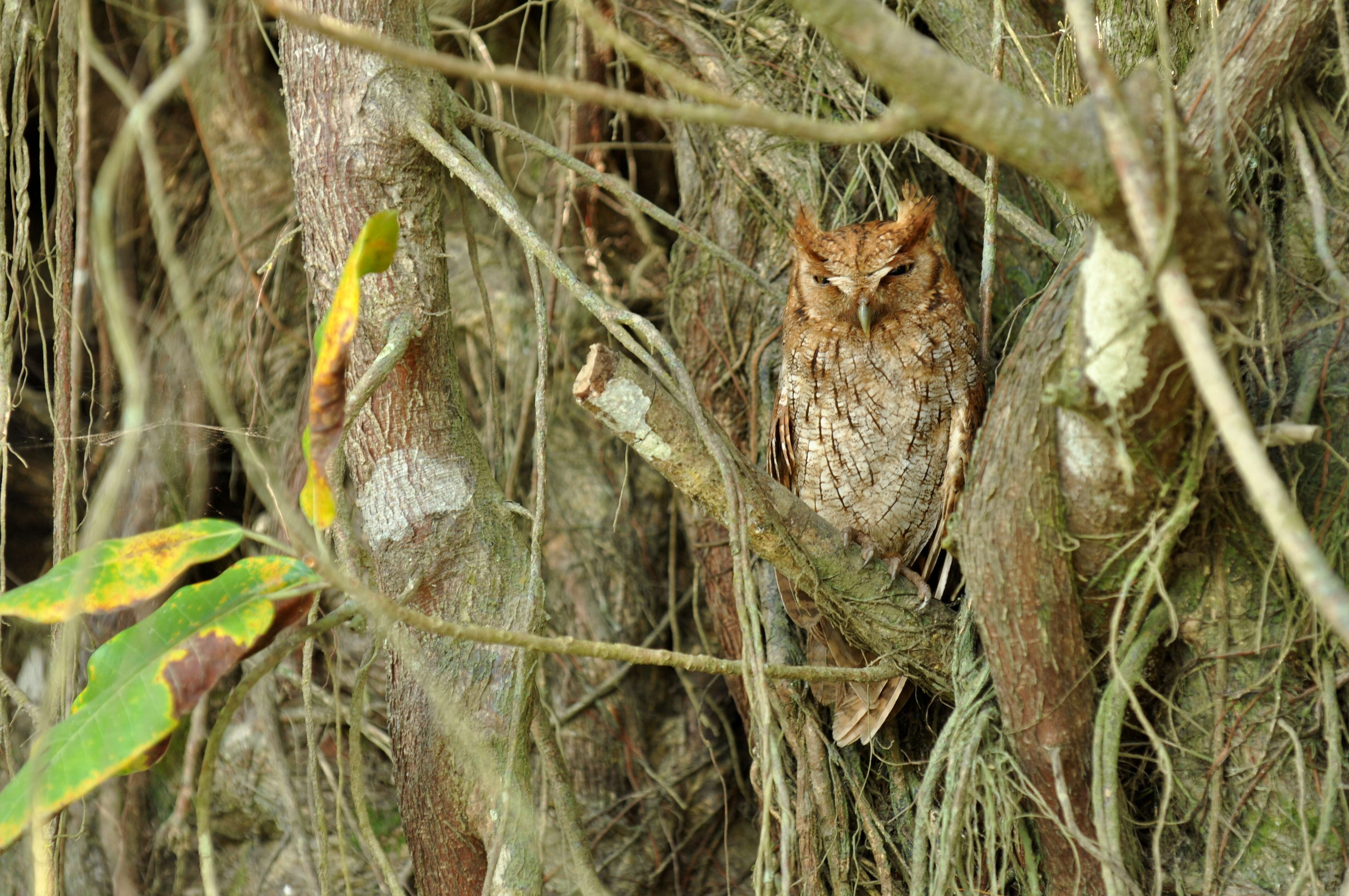 Image of Tropical Screech Owl