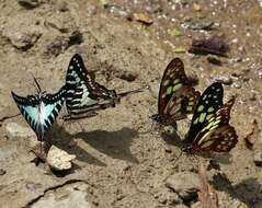 Graphium cyrnus (Boisduval 1836) resmi