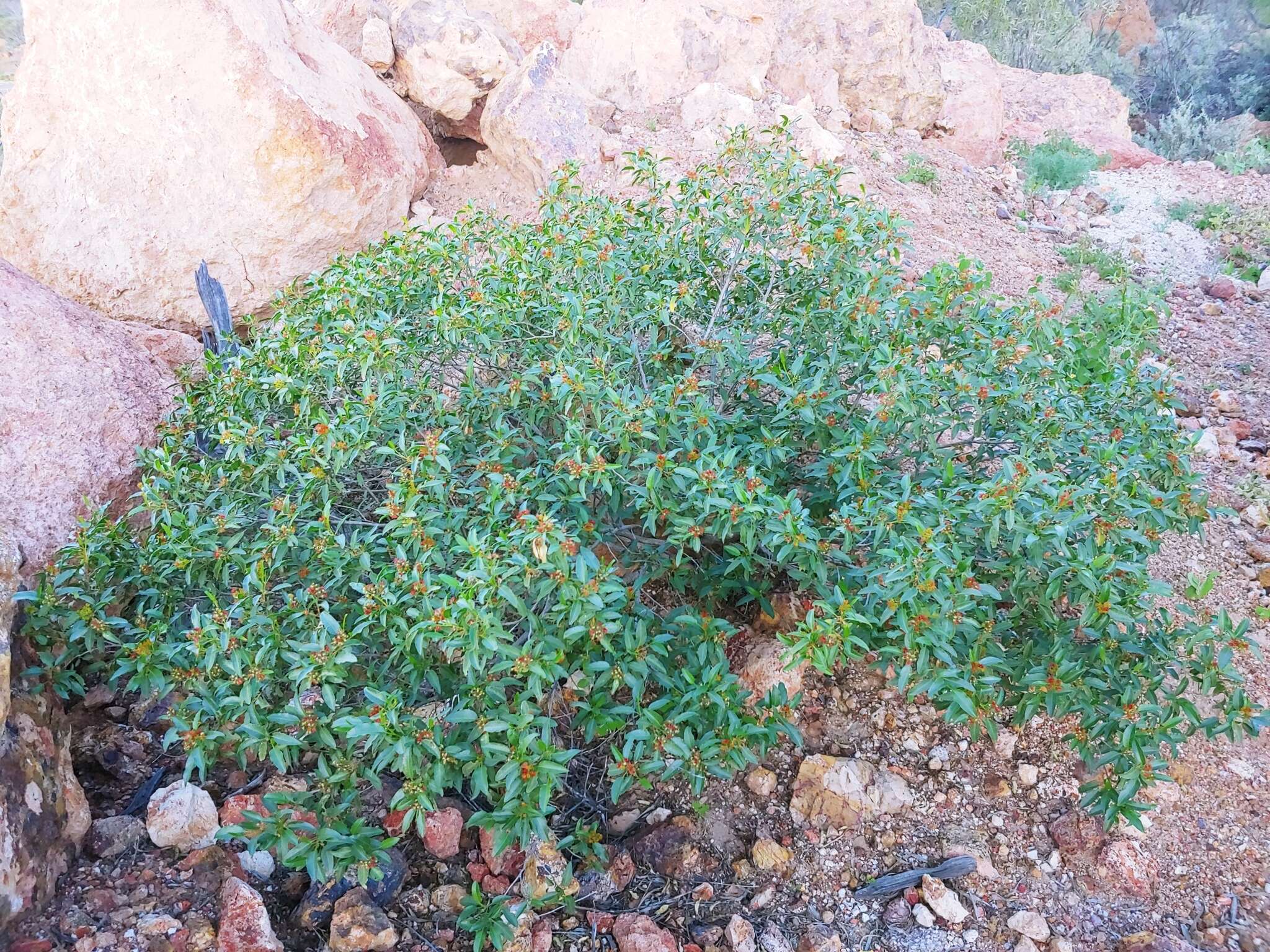 Image of Dodonaea petiolaris F. Müll.