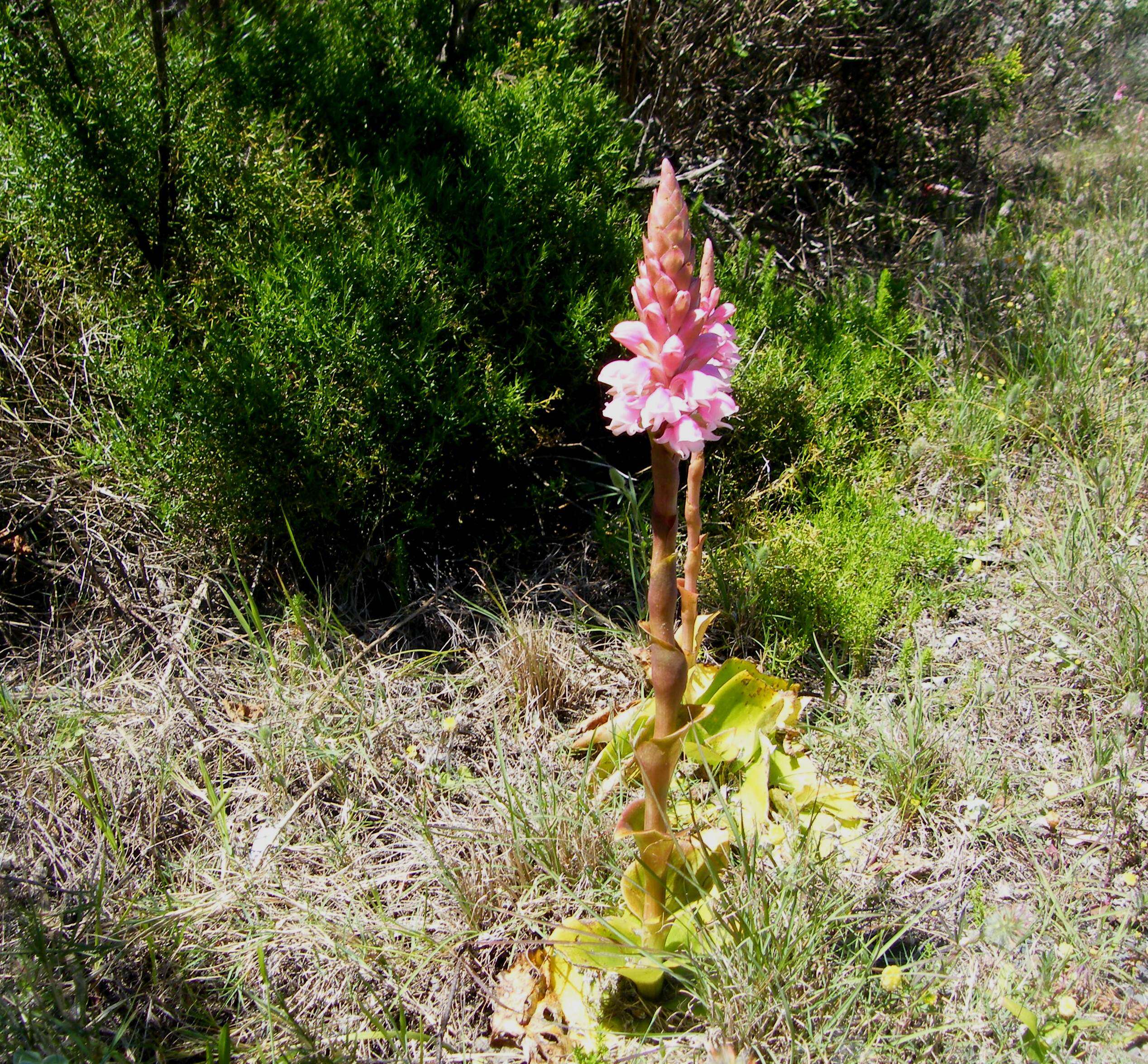 صورة Satyrium carneum (Aiton) Sims