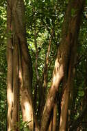 Imagem de Ficus benghalensis L.