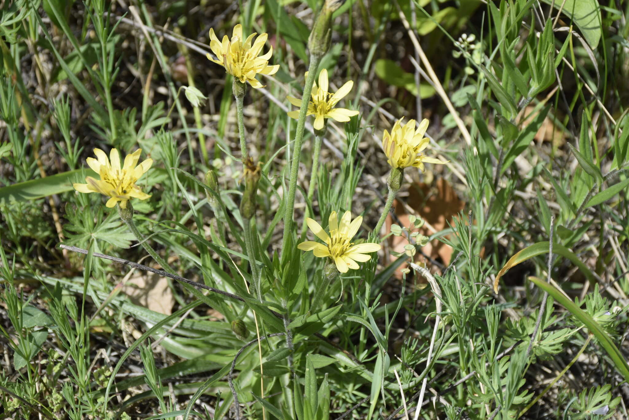 Image of Scorzonera mollis subsp. mollis