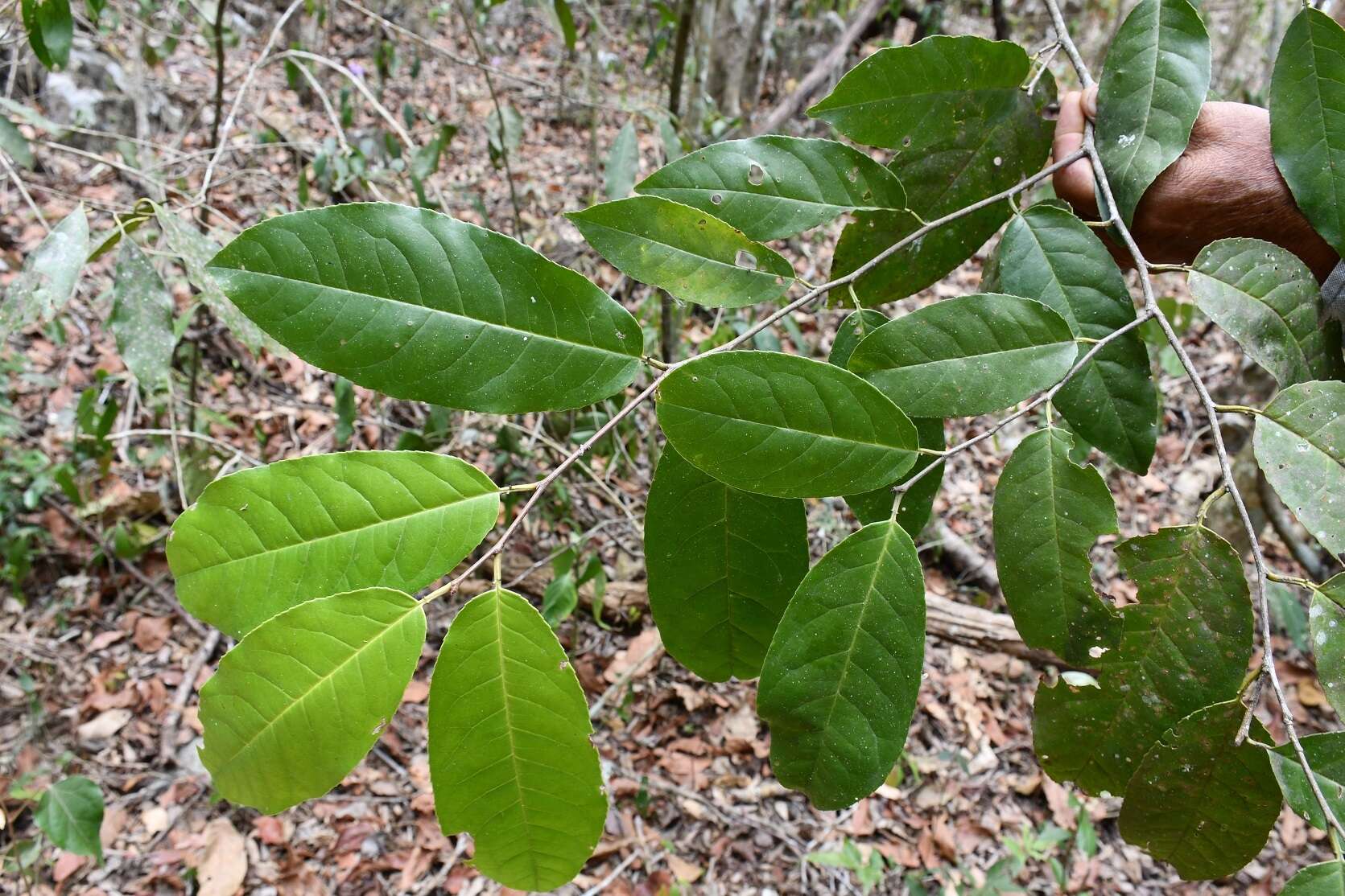 Prunus salasii Standl. resmi