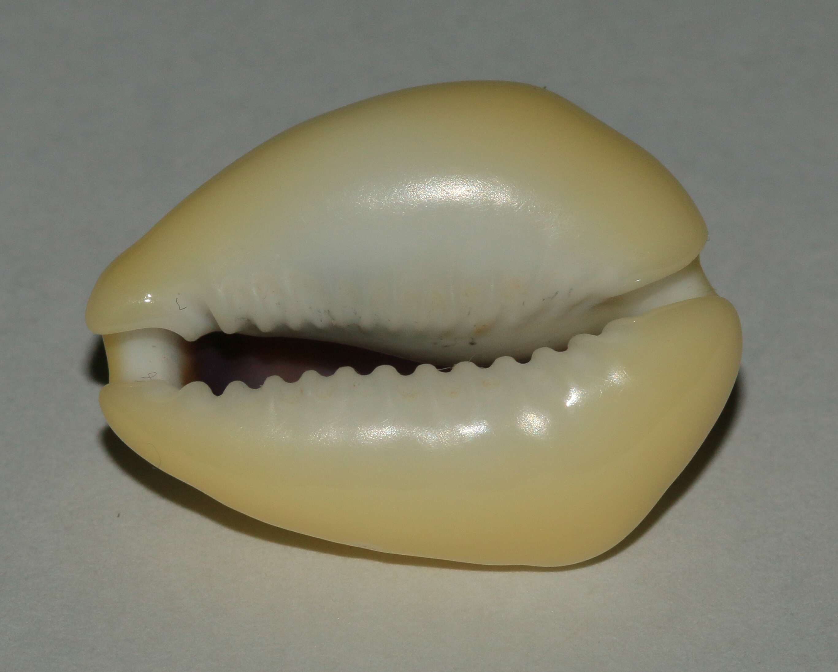 Image of cowry