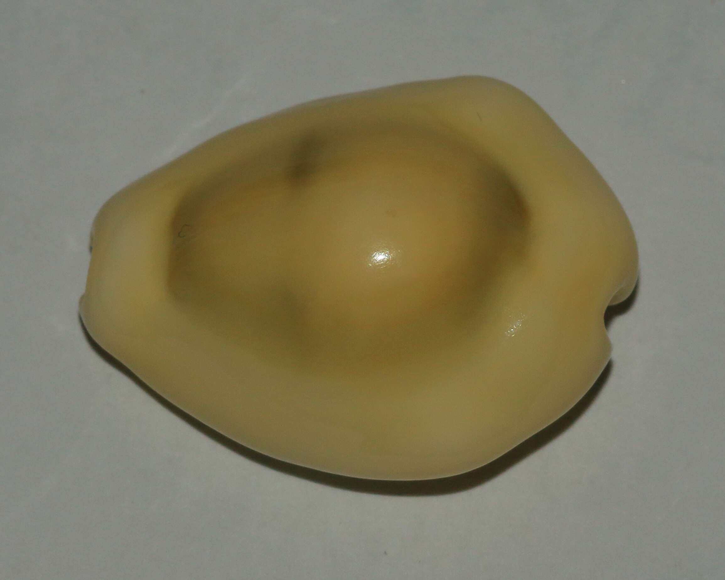 Image of cowry