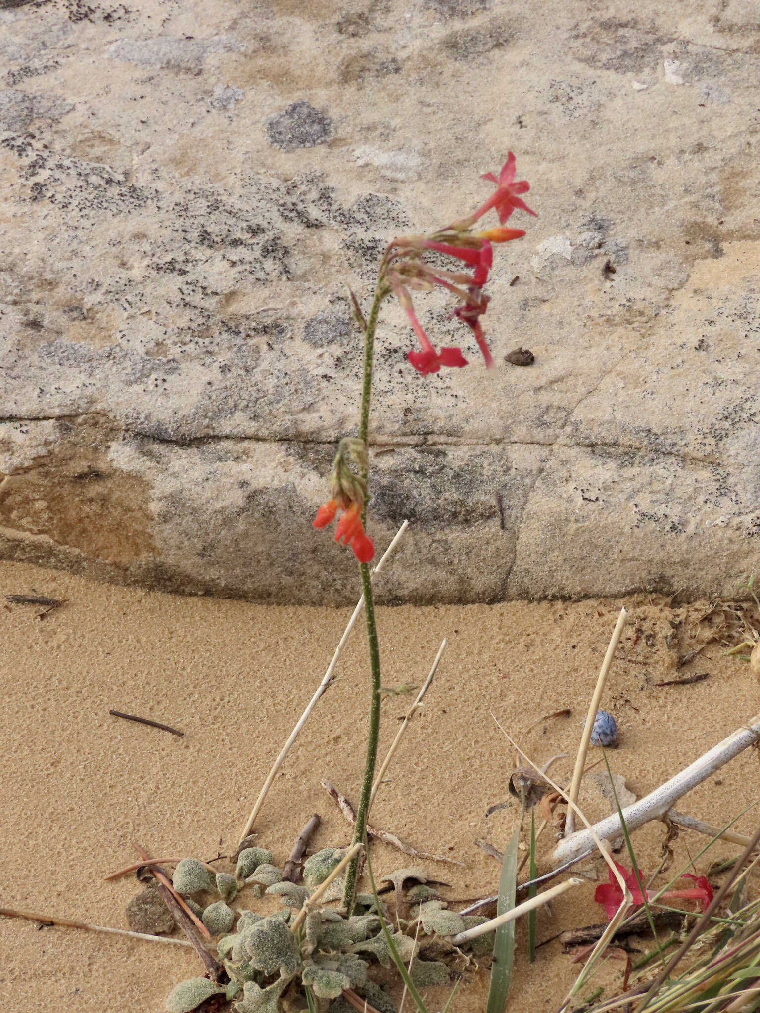 Image of coral gilia