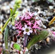 Image of Monterey spineflower