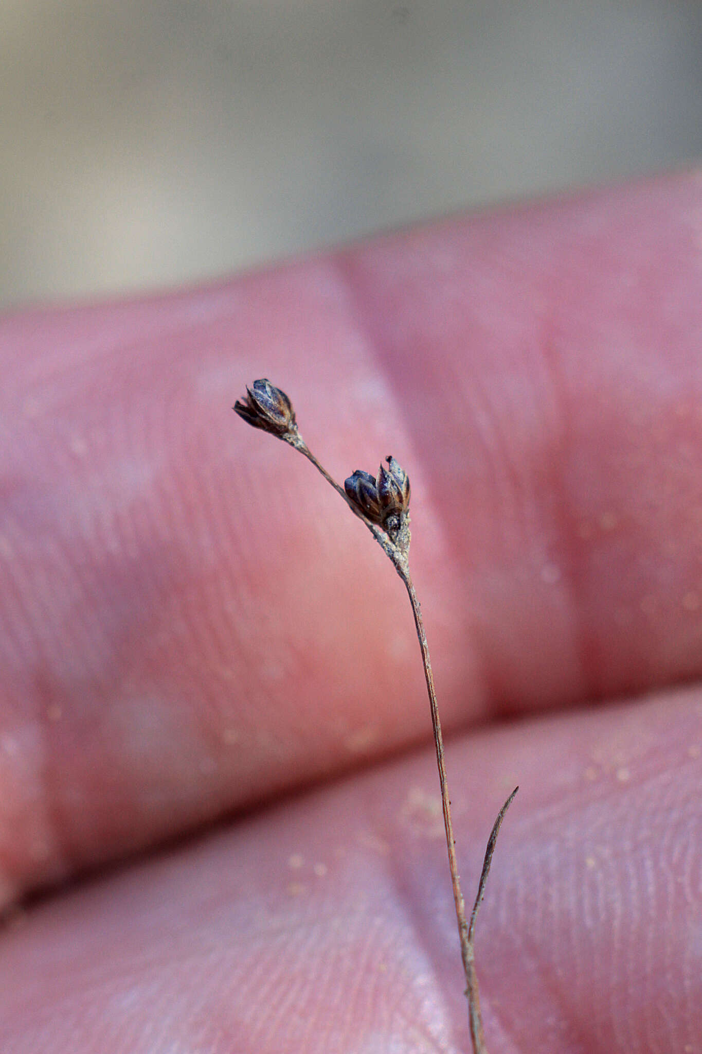 Image of sand rush