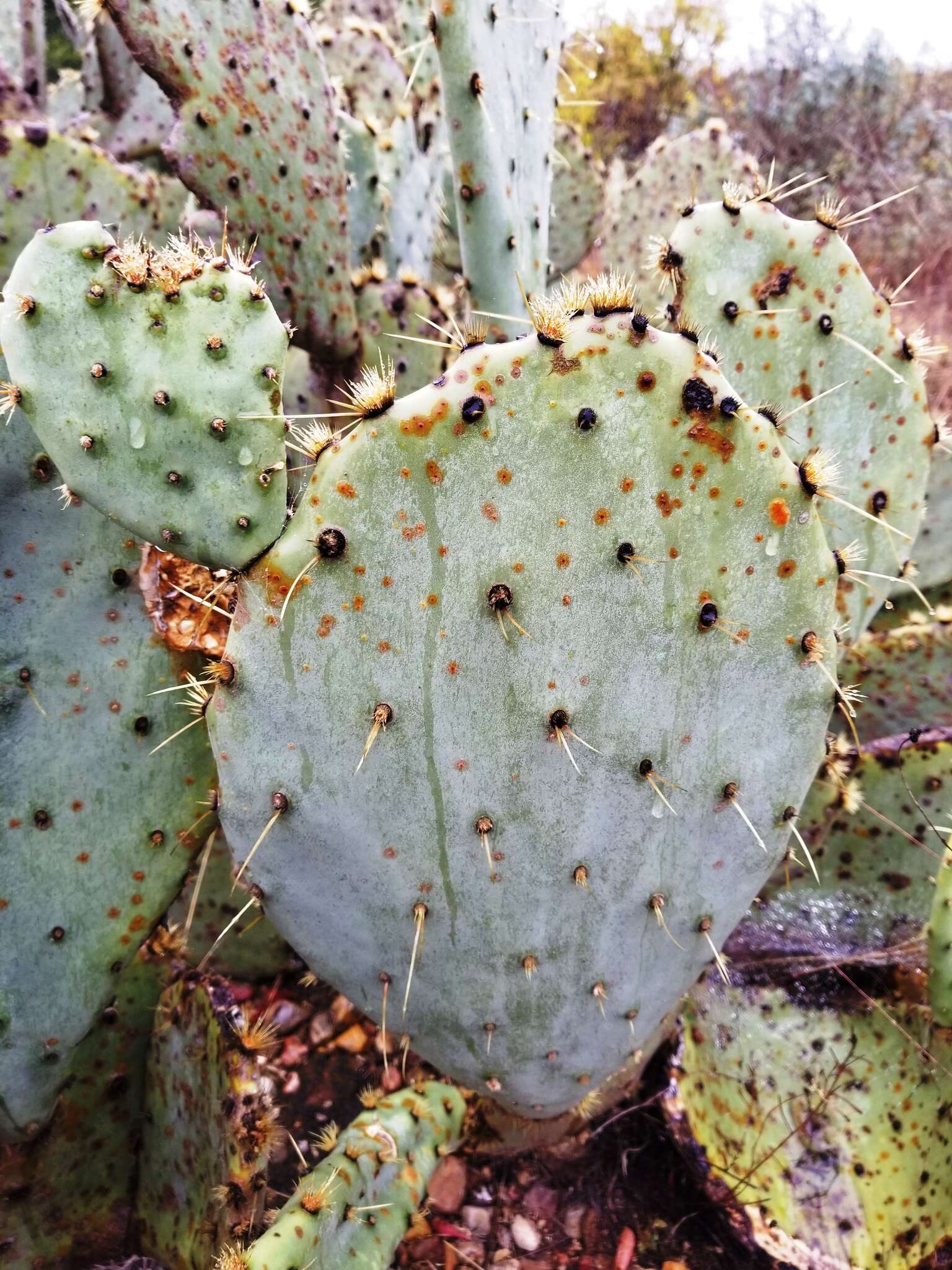 Image of Opuntia pyrocarpa Griffiths