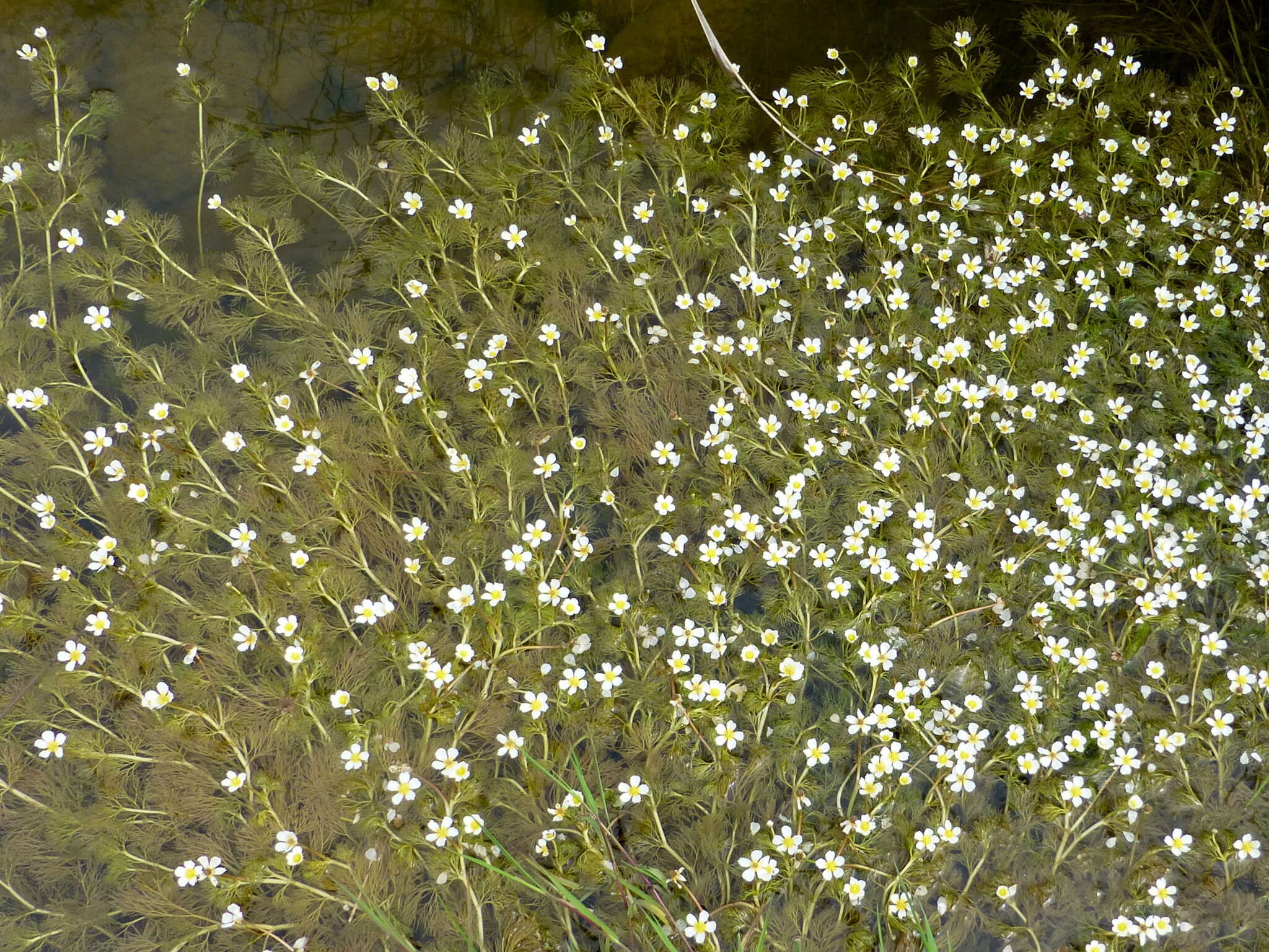 Слика од Ranunculus trichophyllus Chaix