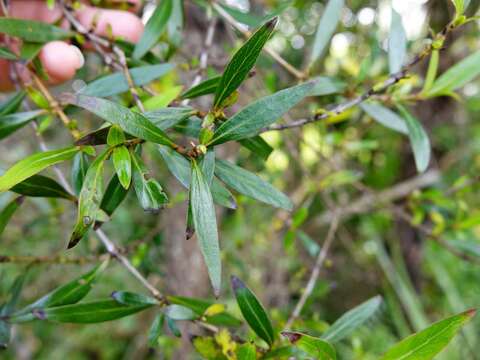 Imagem de Coprosma conferta A. Cunn.