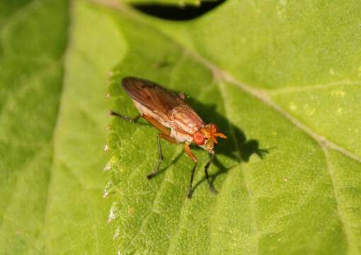 Image de Tetanocera plebeja Loew 1862