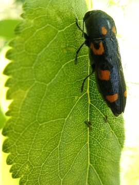 Image of Ptosima undecimmaculata (Herbst 1784)