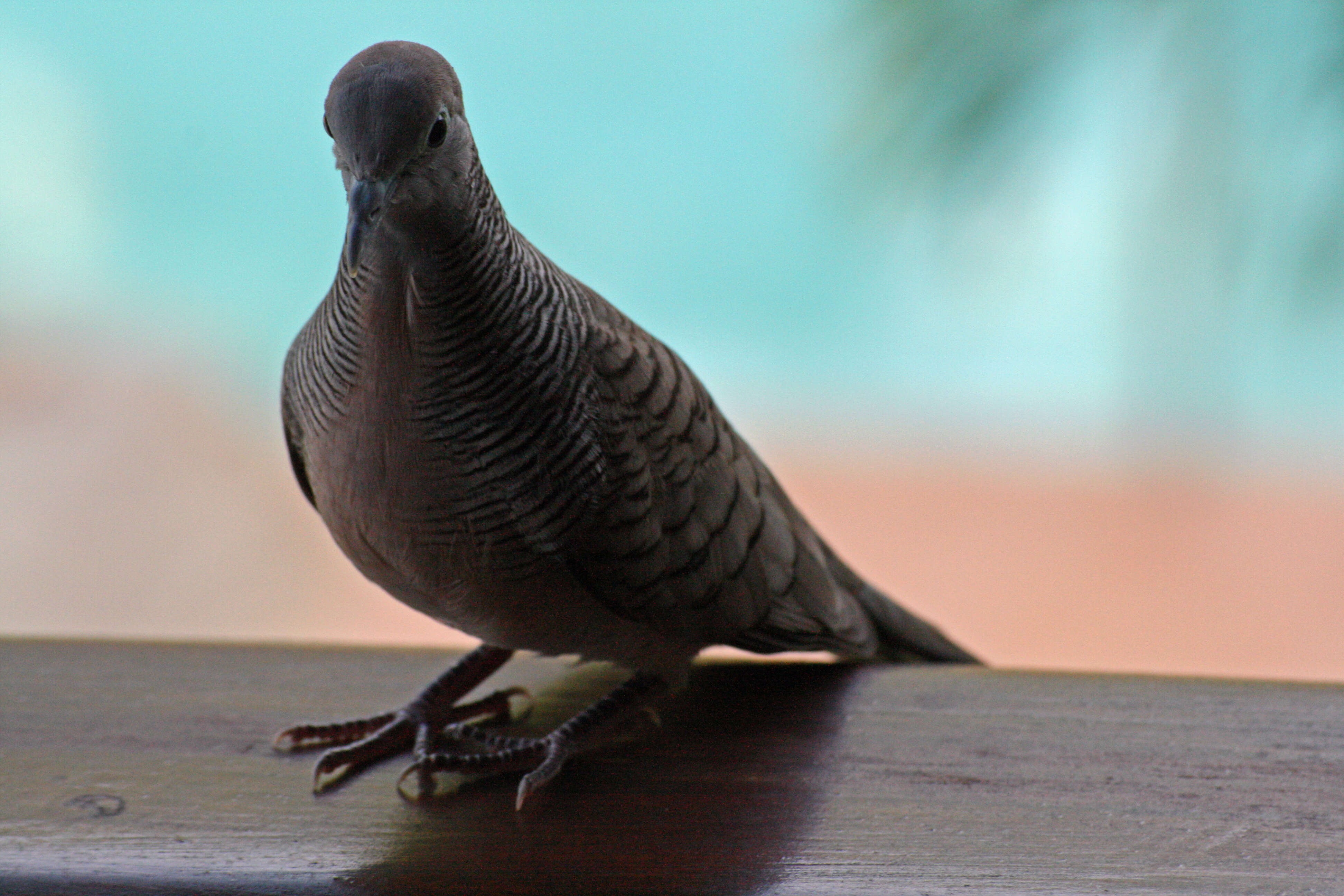 Image of Zebra Dove