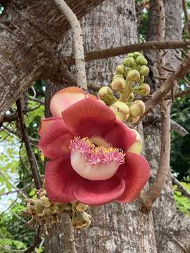 Image of cannonball tree