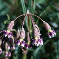 Image of slimpod milkweed