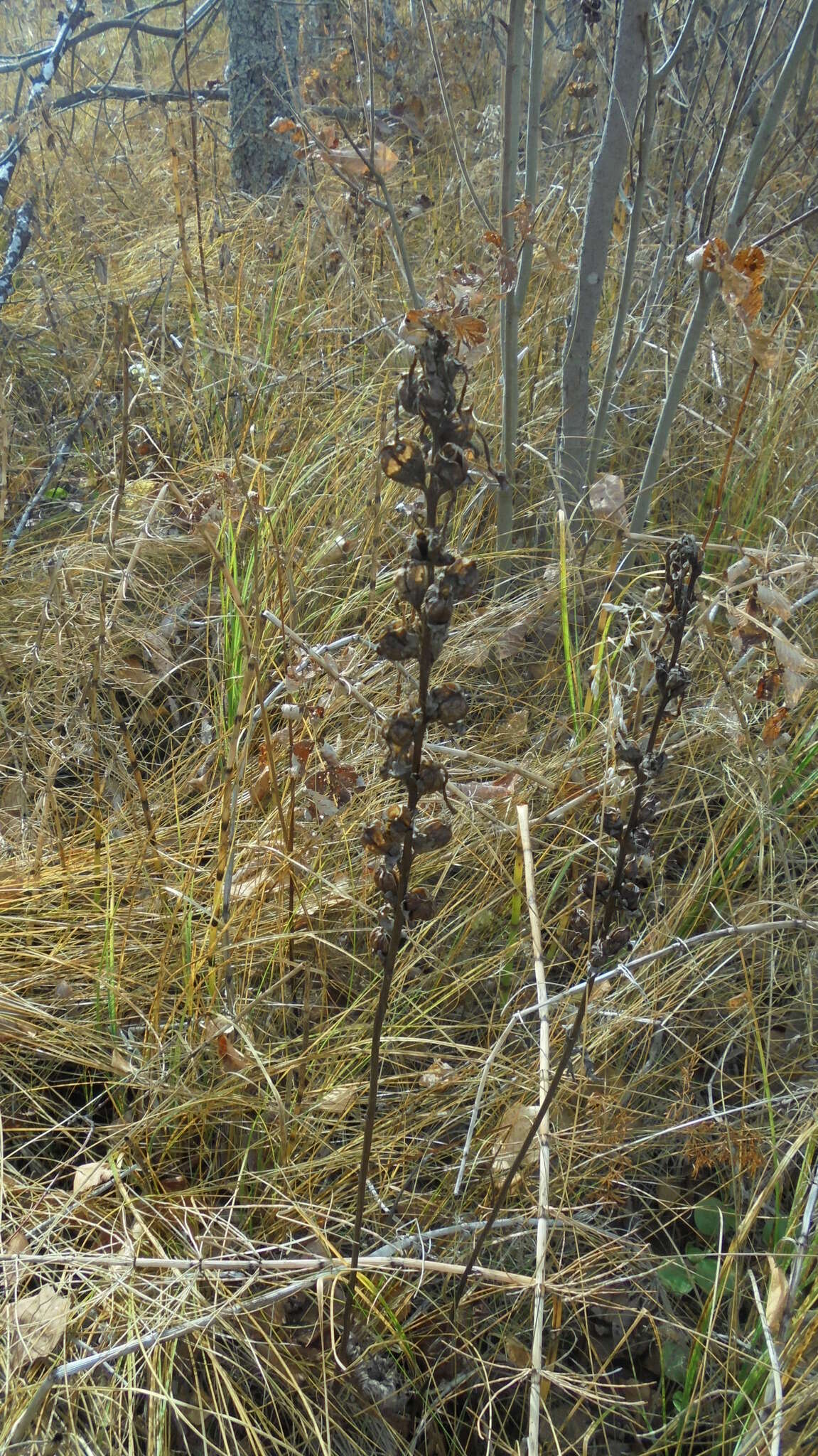 Image of moor-king lousewort