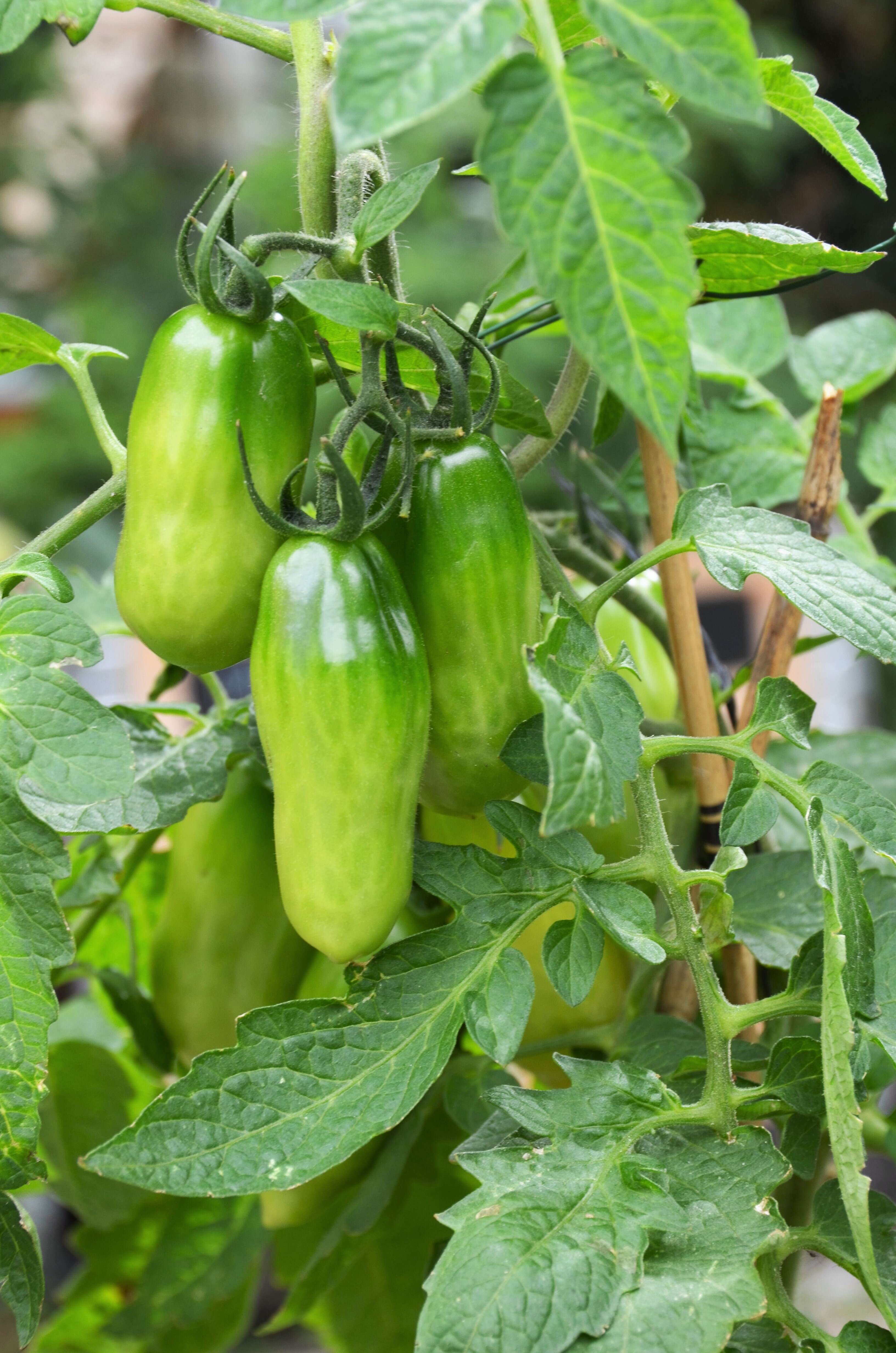 Image of tomato