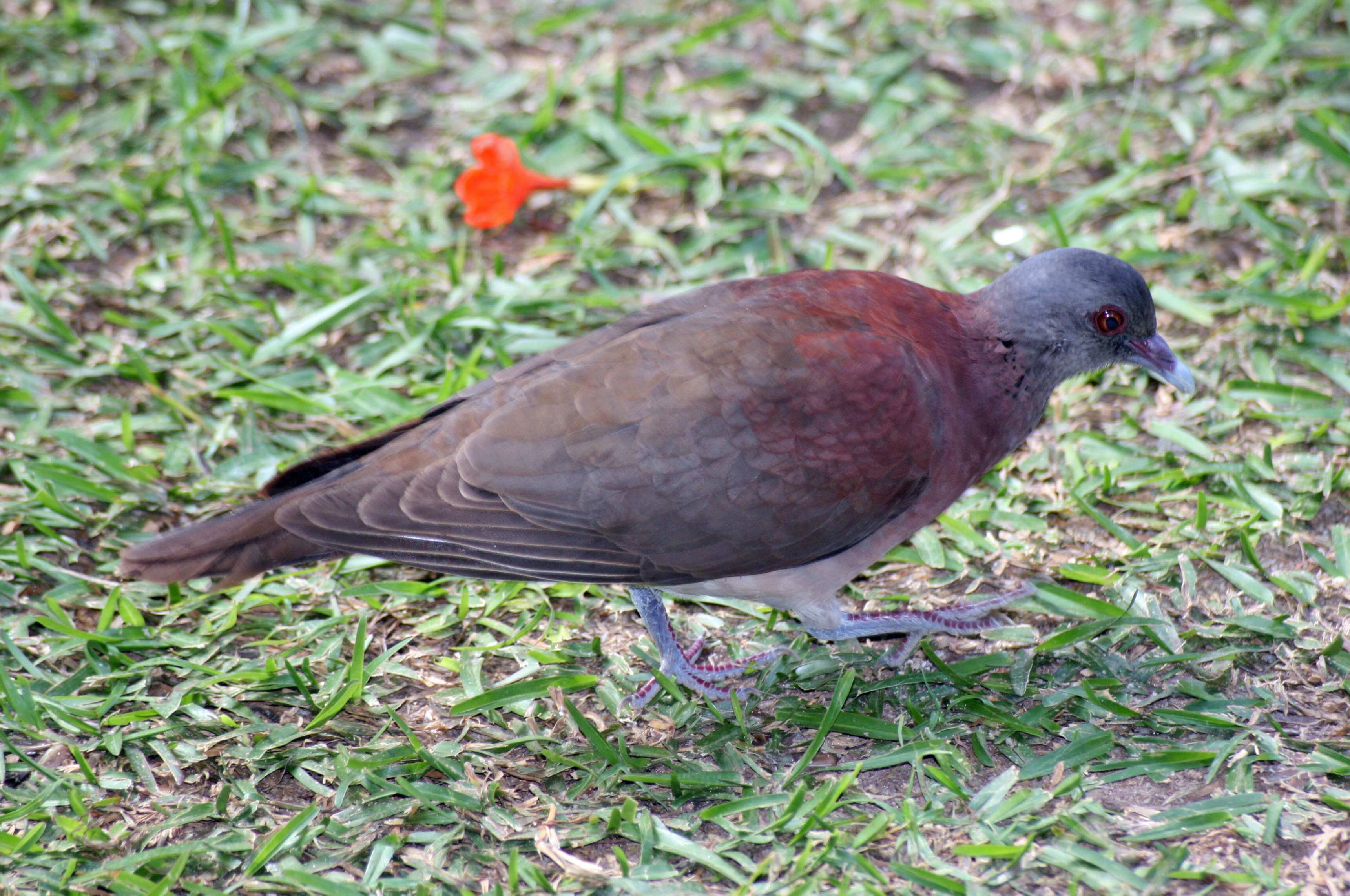 Image of Madagascar Turtle-Dove