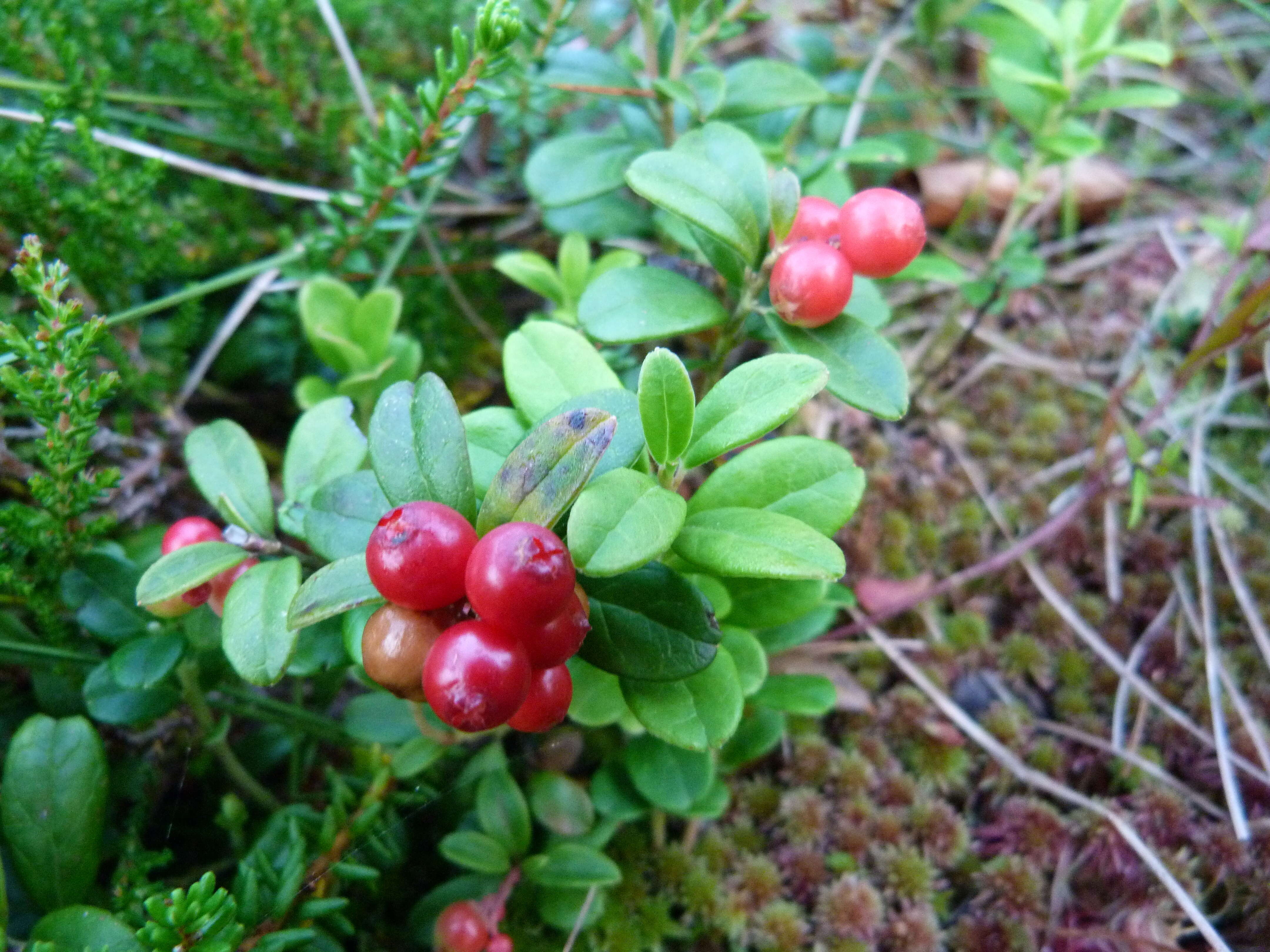 Image of lingonberry