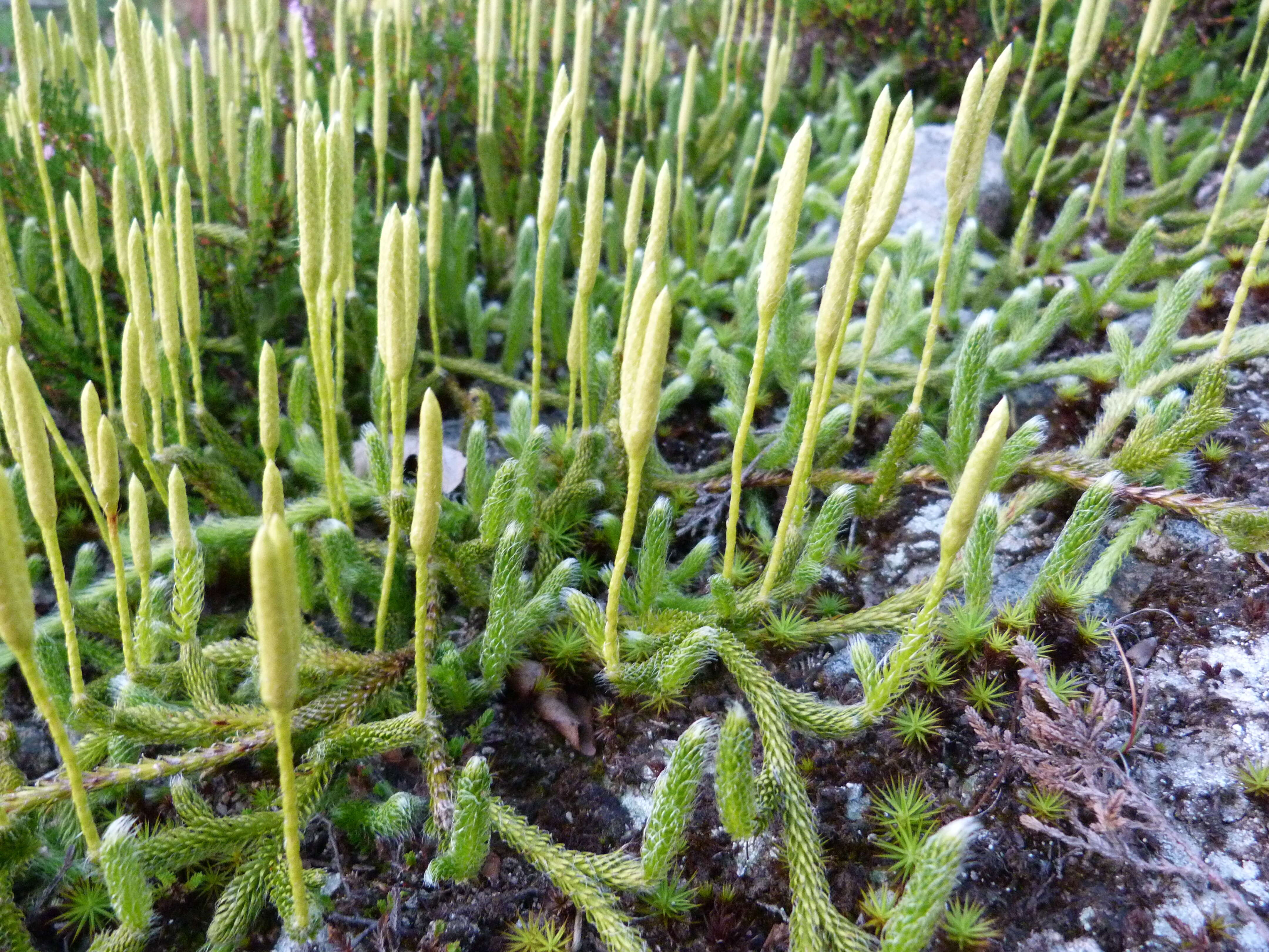 Image of Stag's-horn Clubmoss