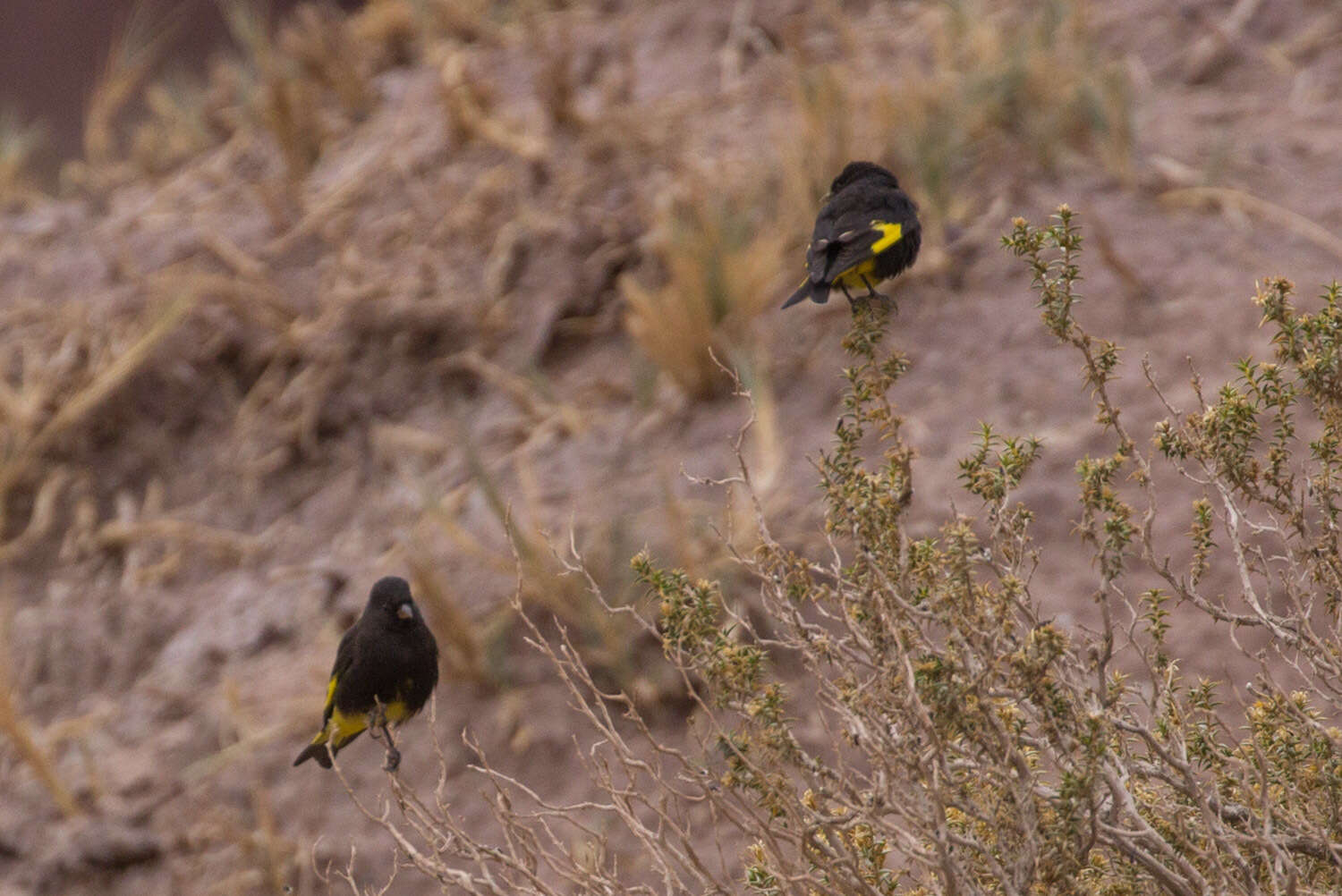 Image of Black Siskin