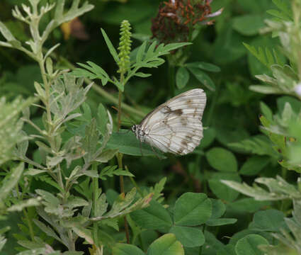 Image of Melanargia halimede Ménétriés 1859