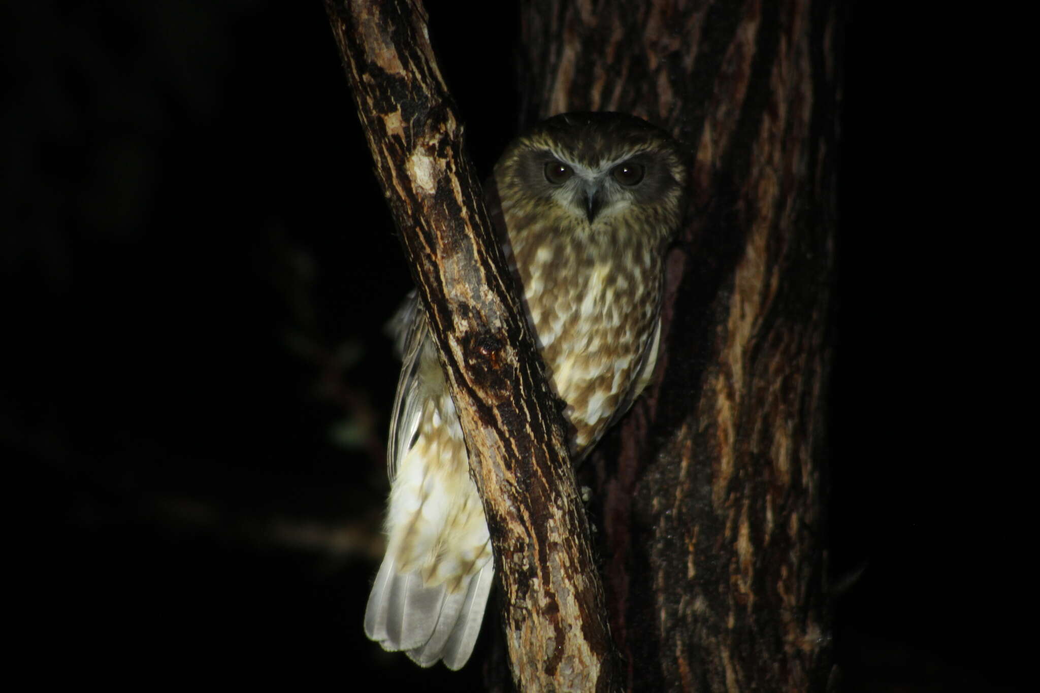 Image of Australian Boobook