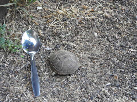 Image of Mediterranean Spur-thighed Tortoise