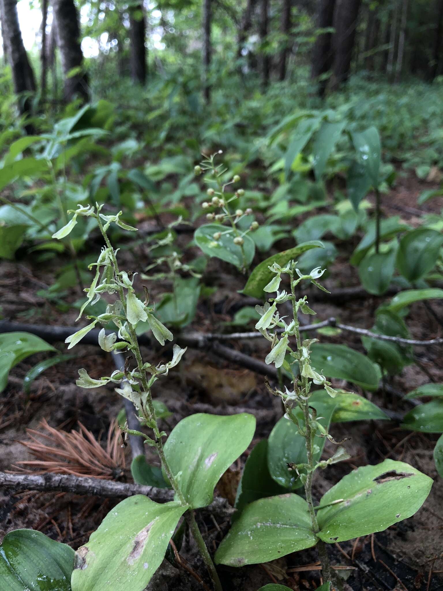 Image of Broadlipped twayblade