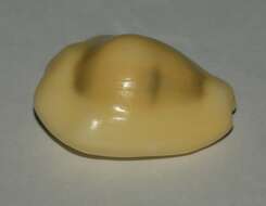 Image of cowry