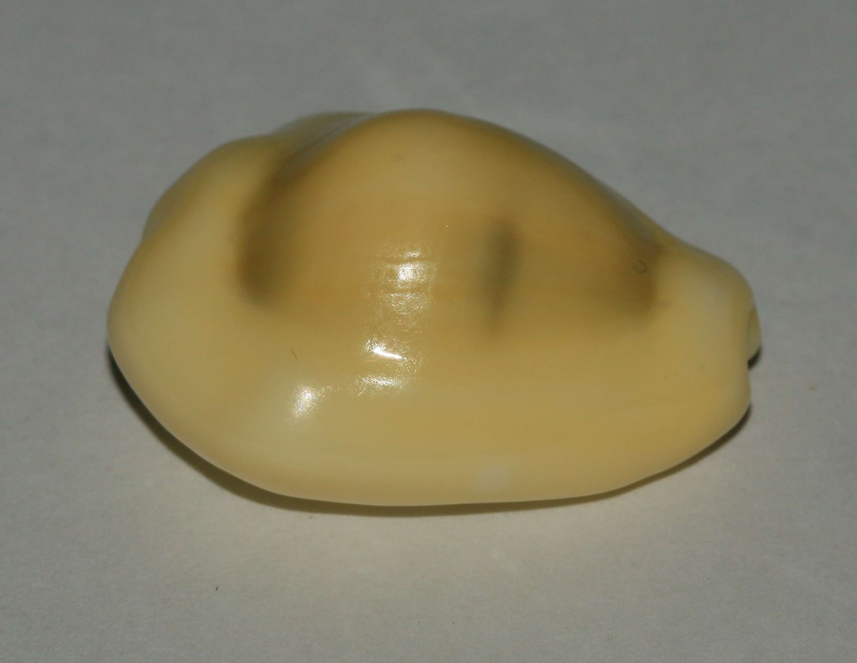 Image of cowry