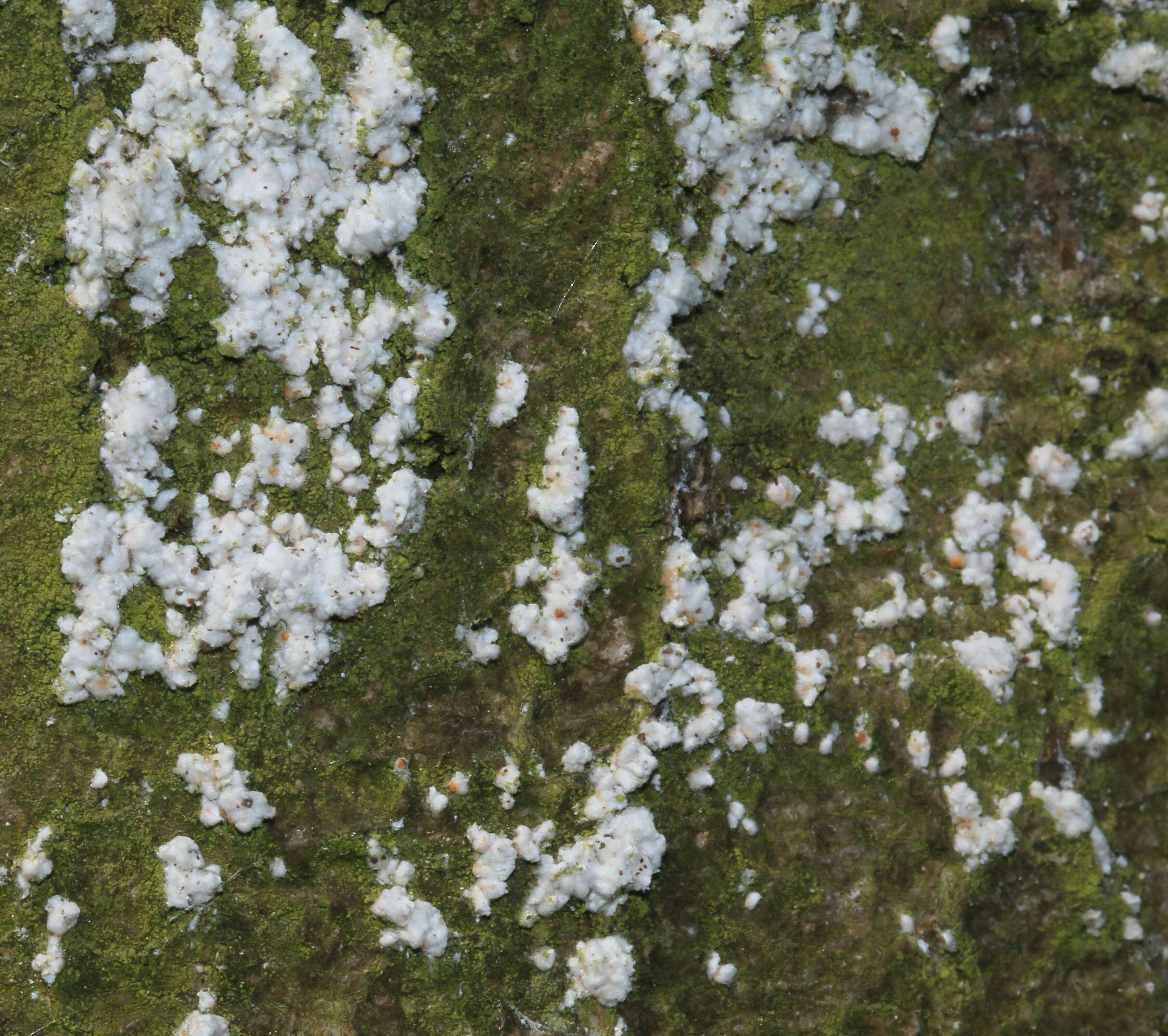 Image of Beech Scale