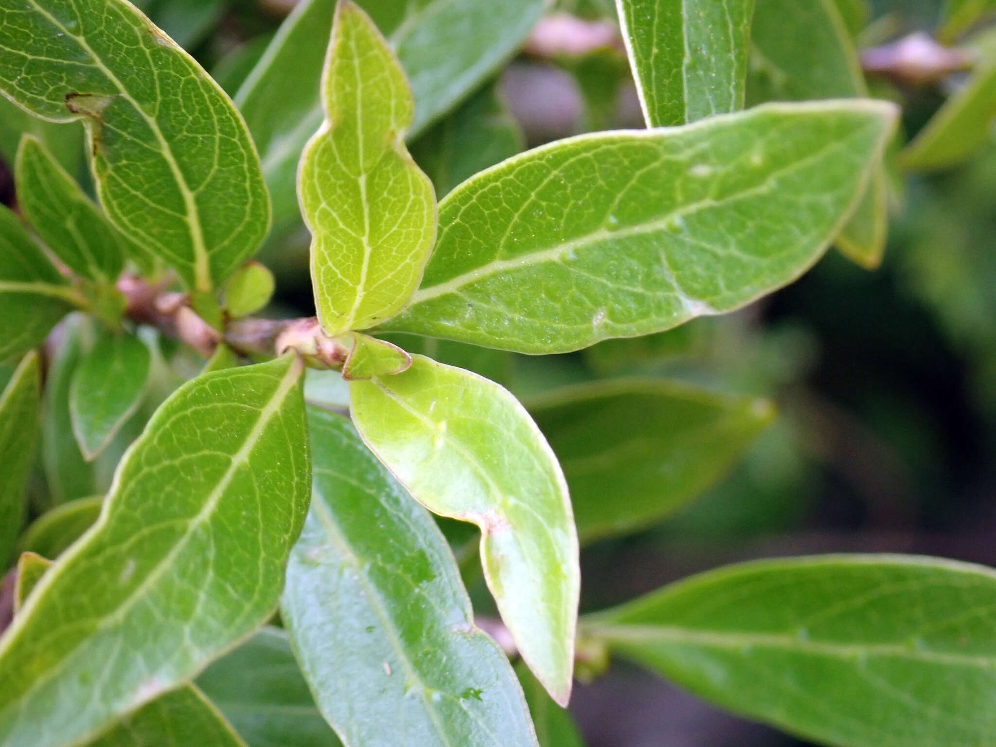 Слика од Coprosma propinqua var. martini W. R. B. Oliv.