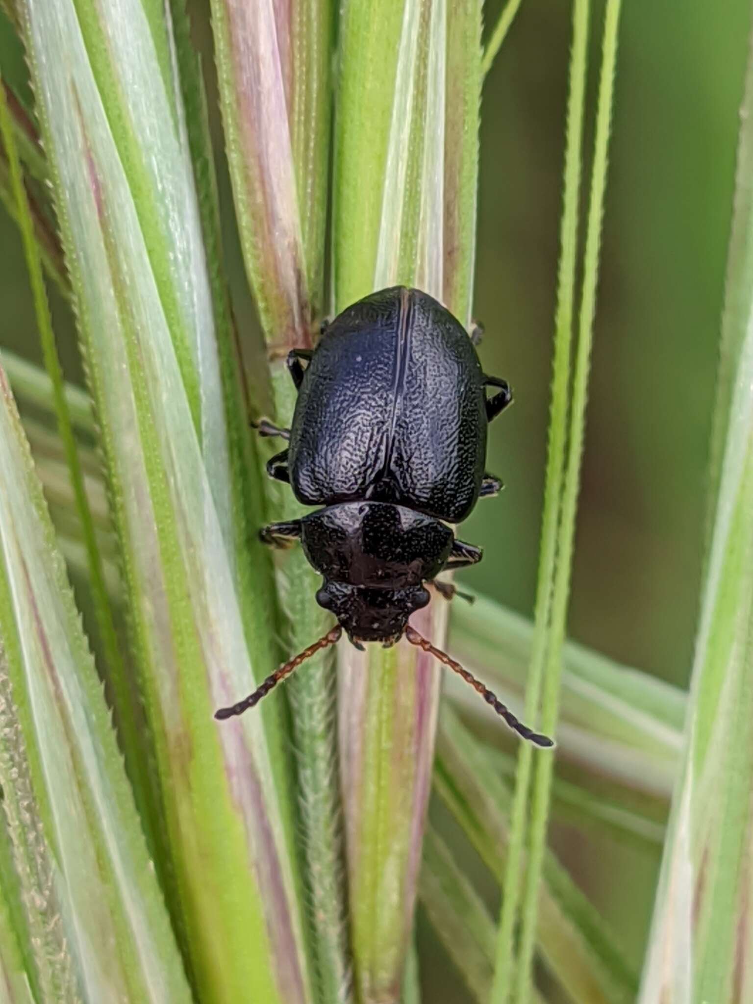 Image of <i>Colaspidema barbarum</i>