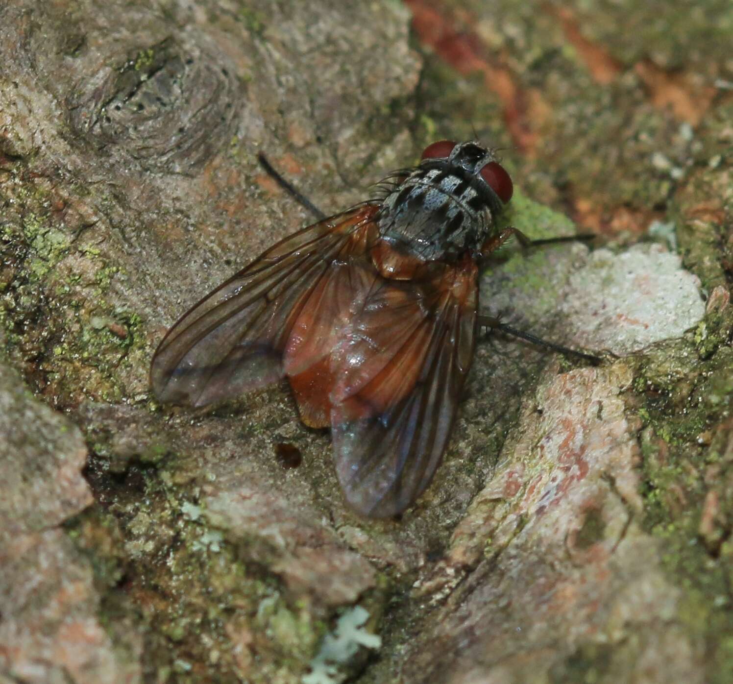 Image of Phaonia subventa (Harris 1780)