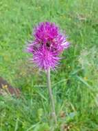 Image of Brook Thistle