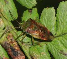 Image of Elasmostethus interstinctus (Linnaeus 1758)