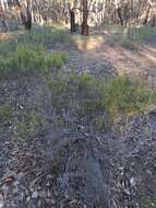 Image of Mallee Wattle