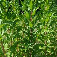 Image of common evening primrose