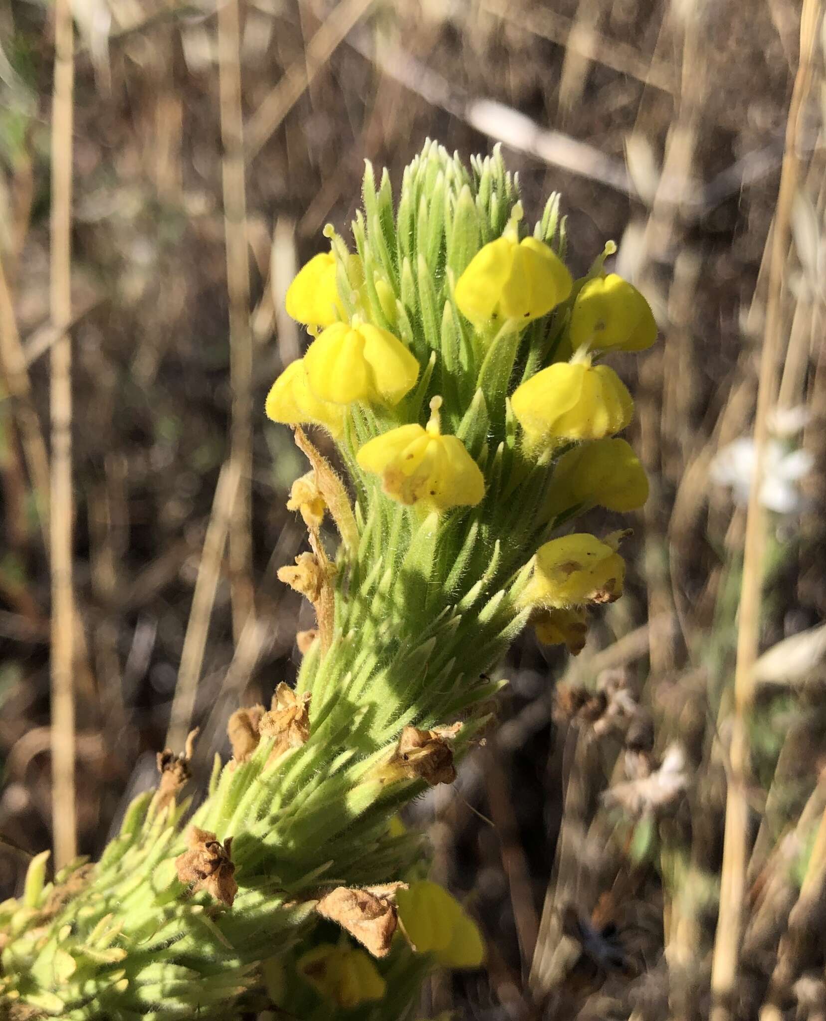 Image of cutleaf Indian paintbrush