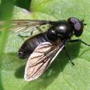 Cheilosia pubera (Zetterstedt 1838) resmi