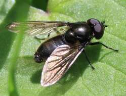 Cheilosia pubera (Zetterstedt 1838) resmi