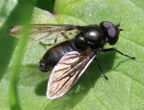 Image of Cheilosia pubera (Zetterstedt 1838)