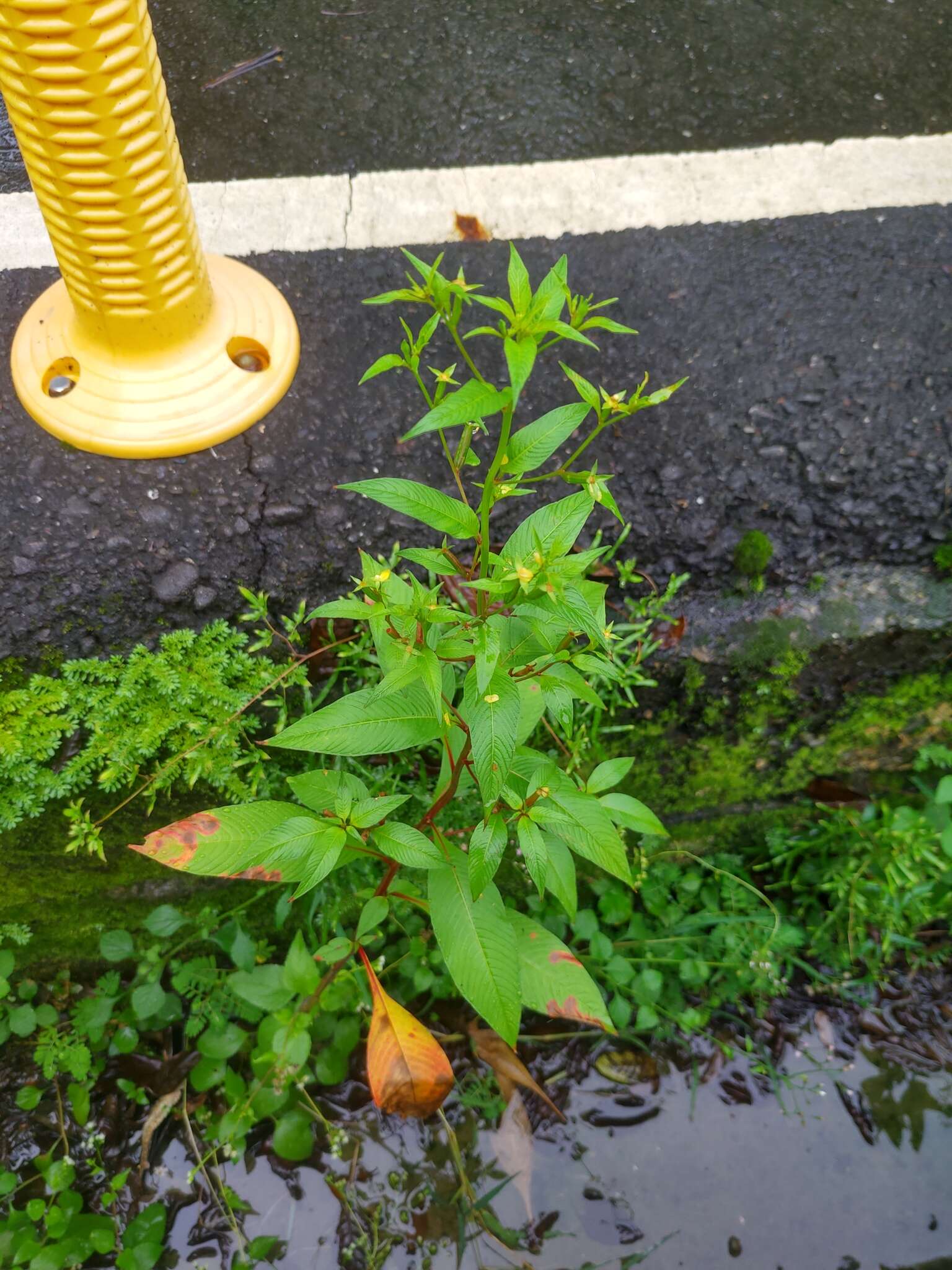 Image de Ludwigia hyssopifolia (G. Don) Exell