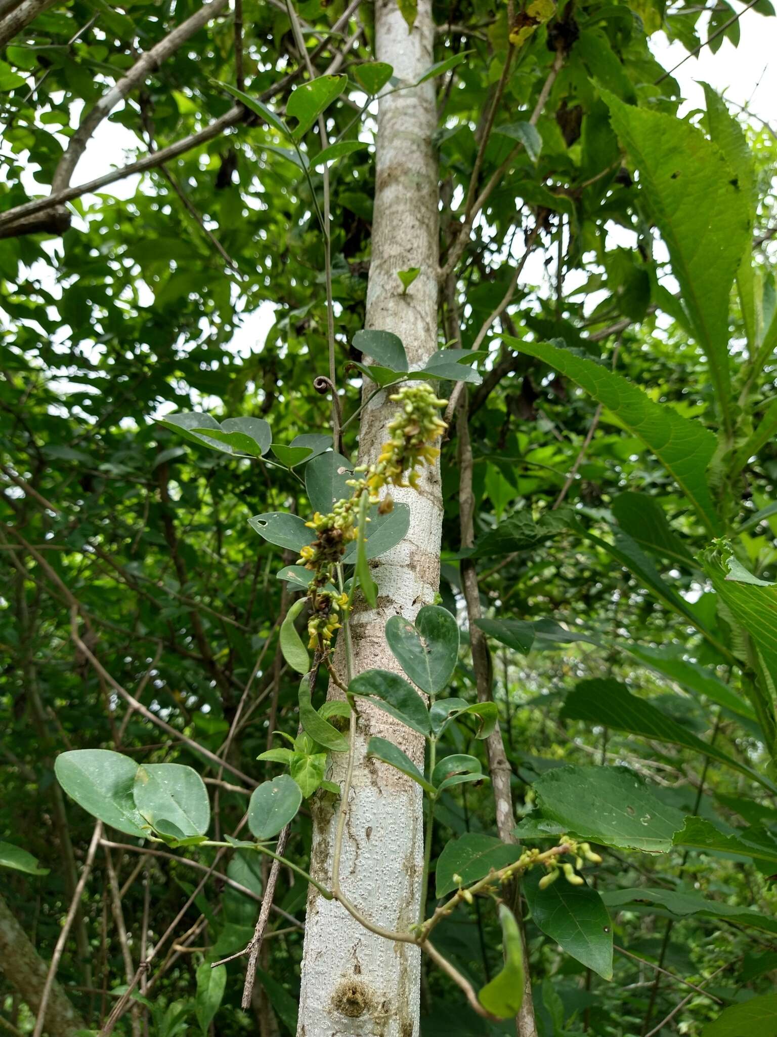 Image of Nissolia fruticosa Jacq.