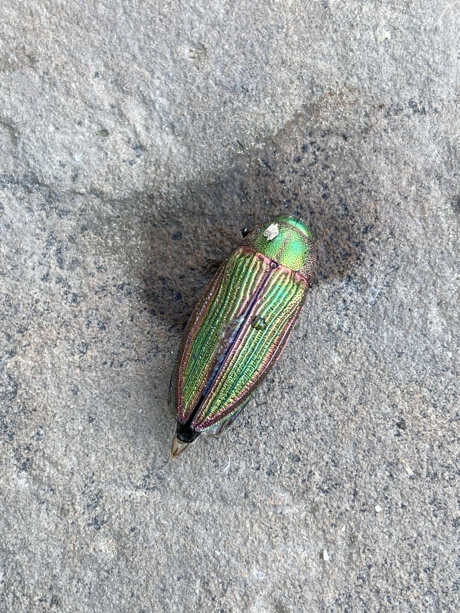 Image of Buprestis intricata Casey 1909